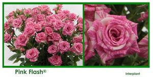 ROSE BR. PINK FLASH 40